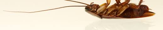 Kirupa Pest Control - Chennai