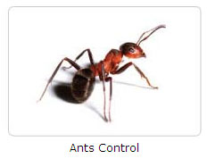 Pest Warriors - Haridwar