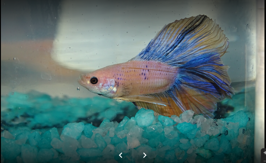Jai Complete Pet Shop