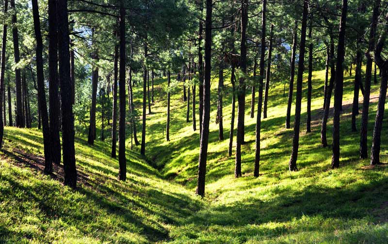 camp hammock | best luxury camp in tehri