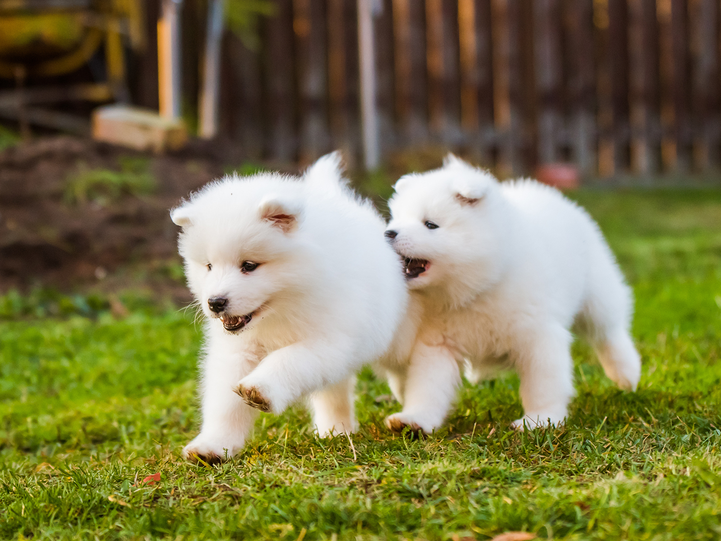 Asia Pets Shop